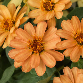 Apricot Profusion, Zinnia Seeds